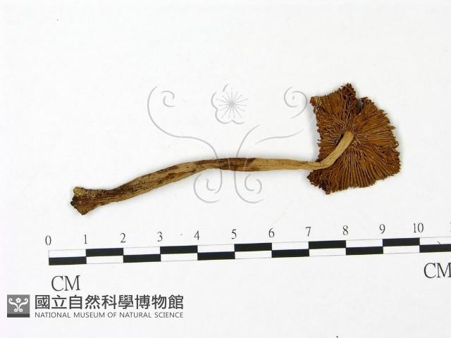 鵝膏屬藏品圖，第3張