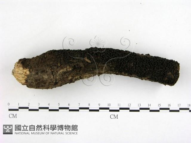 登錄號:F0003075藏品圖，第3張