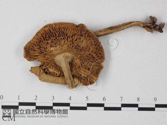 登錄號:F0013075藏品圖，第1張