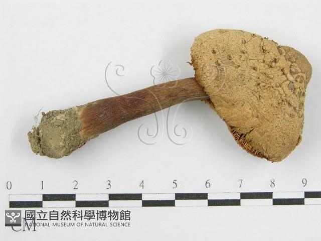 登錄號:F0008375藏品圖，第3張