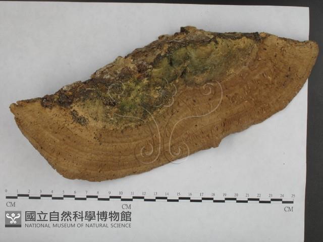 登錄號:F0020375藏品圖，第3張