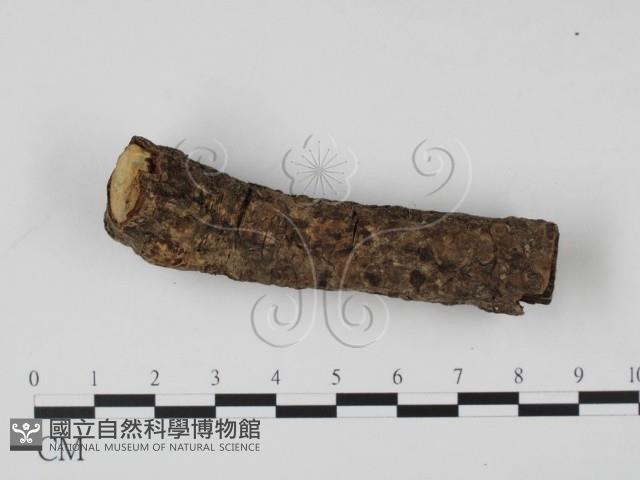 登錄號:F0010375藏品圖，第3張