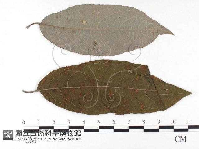 登錄號:F0026375藏品圖，第1張