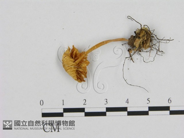 小菇屬藏品圖，第3張