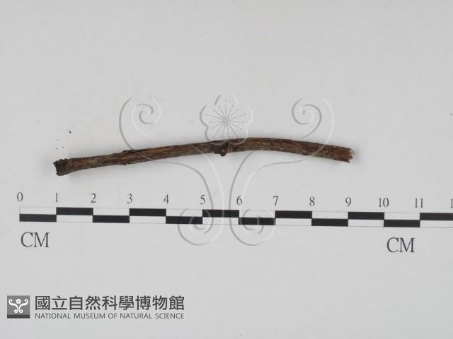 登錄號:F0011375藏品圖，第3張