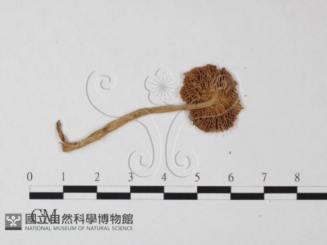 登錄號:F0004375藏品圖，第3張