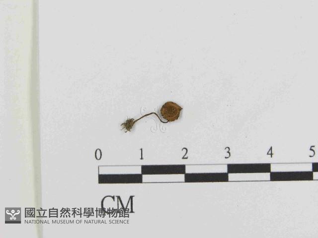 登錄號:F0014375藏品圖，第3張