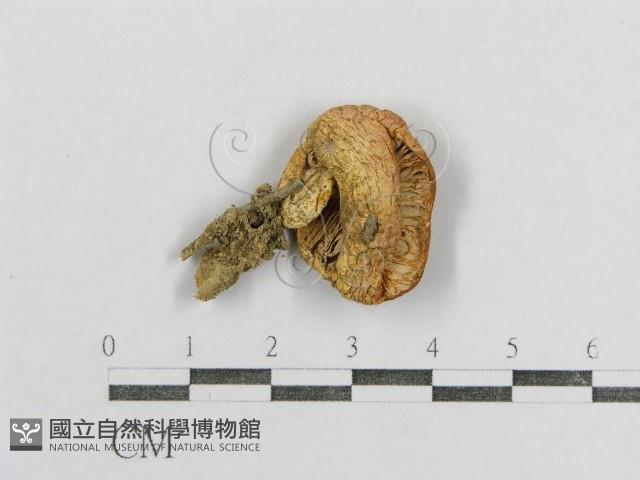 紅菇屬藏品圖，第3張