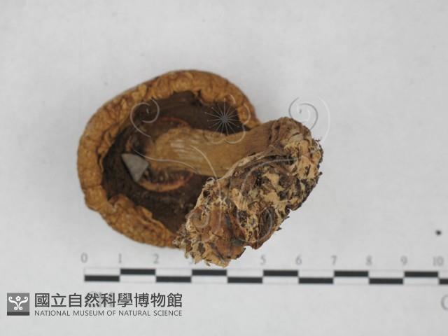 登錄號:F0027375藏品圖，第3張