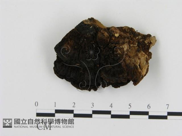 登錄號:F0017375藏品圖，第3張