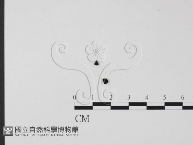登錄號:F0005375藏品圖，第3張