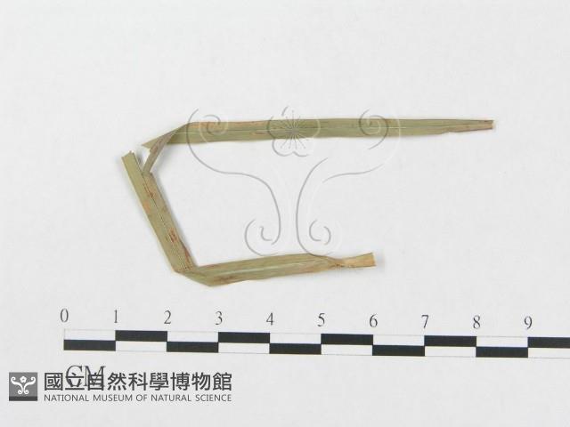 登錄號:F0019375藏品圖，第1張