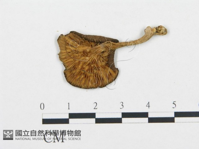 杯傘屬藏品圖，第3張
