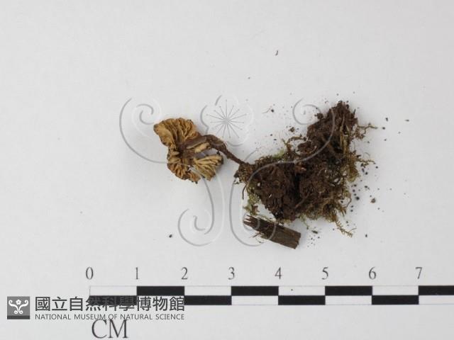 小菇屬藏品圖，第3張