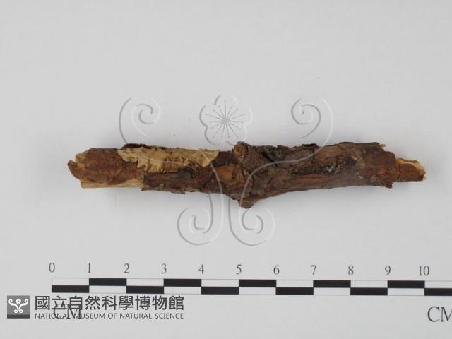 登錄號:F0008269藏品圖，第3張