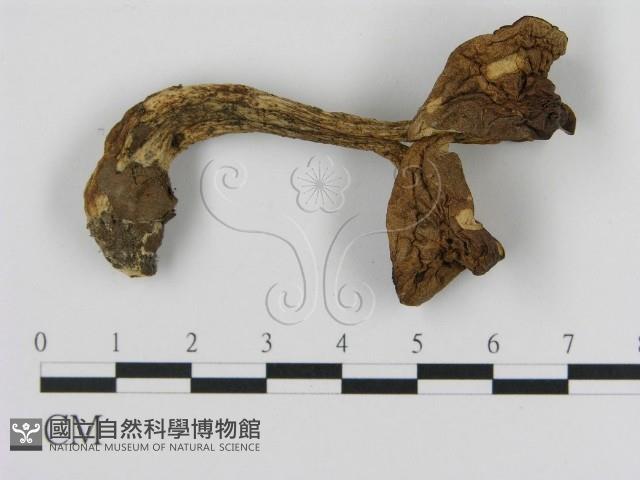 登錄號:F0020269藏品圖，第3張