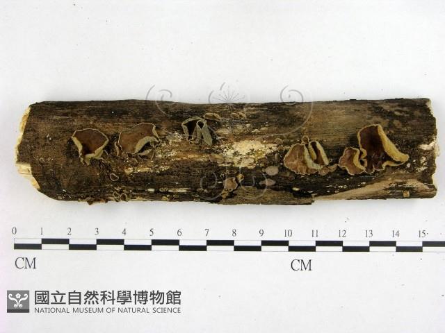 木耳屬藏品圖，第3張