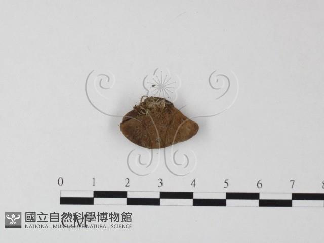 登錄號:F0010269藏品圖，第3張