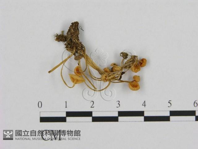 小菇屬藏品圖，第3張