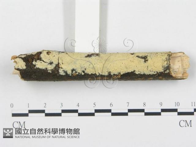 登錄號:F0001269藏品圖，第3張
