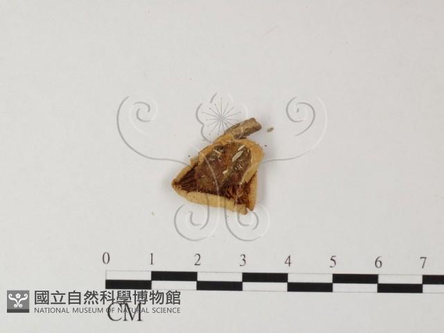 登錄號:F0011269藏品圖，第3張