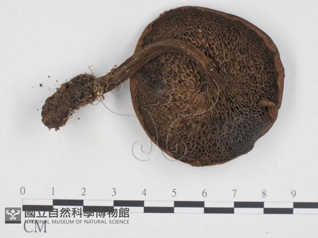登錄號:F0024269藏品圖，第3張