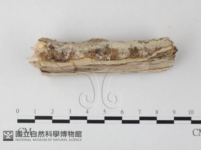 登錄號:F0004269藏品圖，第3張