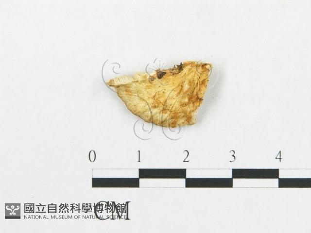 登錄號:F0007269藏品圖，第3張