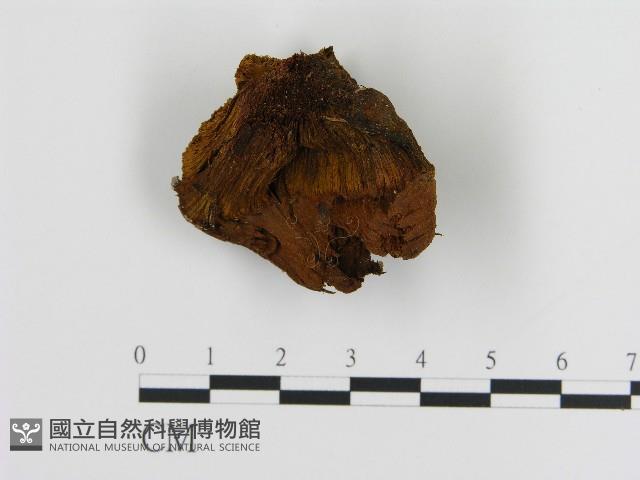 登錄號:F0017269藏品圖，第3張