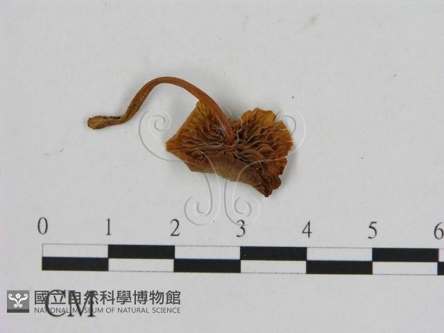 登錄號:F0005269藏品圖，第3張