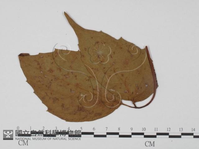 登錄號:F0019269藏品圖，第3張