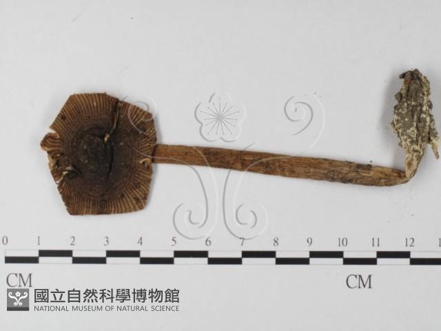 登錄號:F0013269藏品圖，第3張