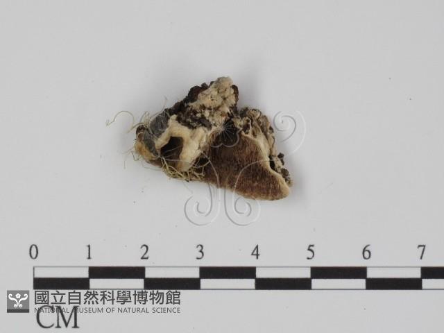 登錄號:F0018869藏品圖，第3張