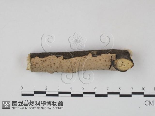 筍殼菌屬藏品圖，第3張