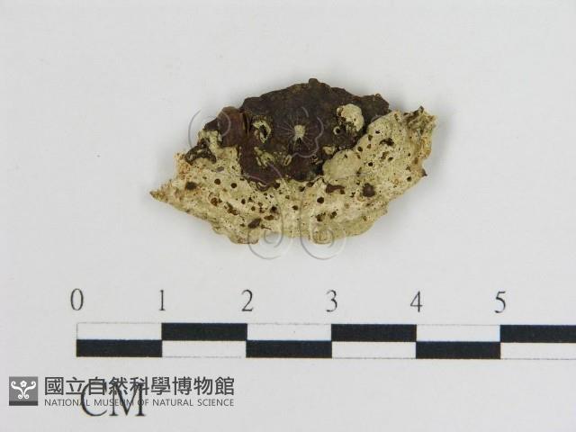 登錄號:F0010869藏品圖，第3張