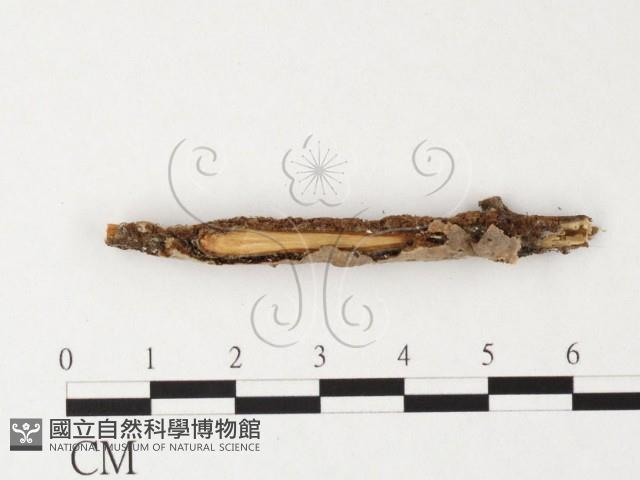登錄號:F0026869藏品圖，第3張