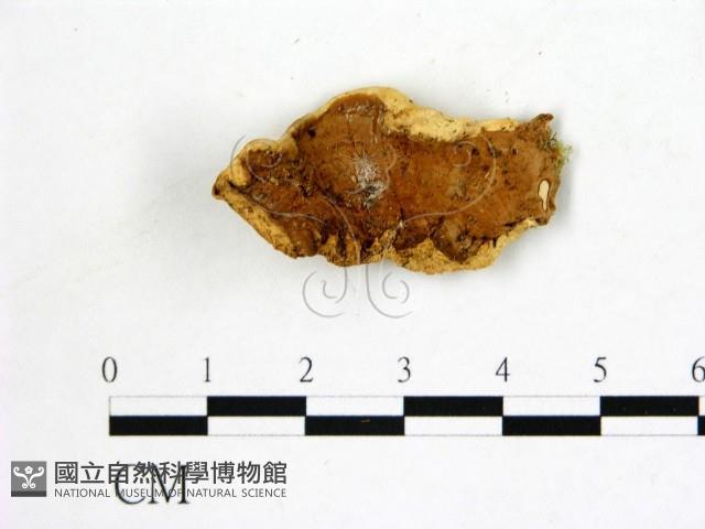 登錄號:F0006869藏品圖，第3張