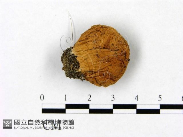 館號:F0021869藏品圖，第3張