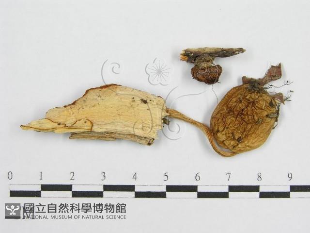 登錄號:F0001869藏品圖，第3張
