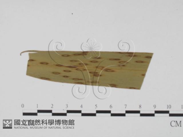 登錄號:F0011869藏品圖，第3張