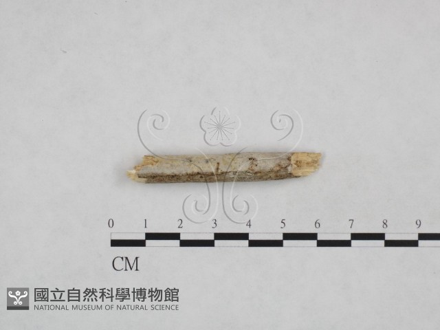登錄號:F0024869藏品圖，第3張