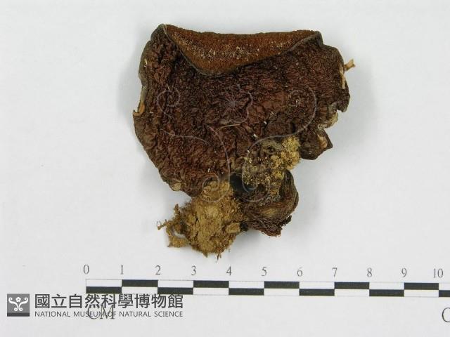 登錄號:F0004869藏品圖，第3張