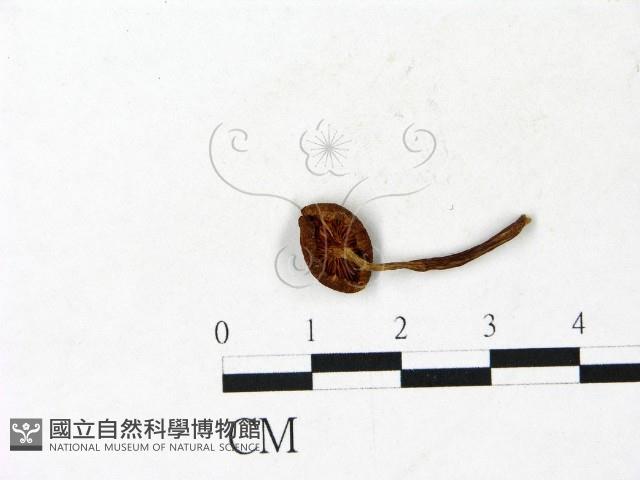 登錄號:F0022869藏品圖，第3張