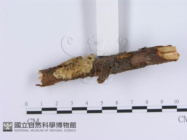 冇骨消絲齒菌藏品圖，第3張