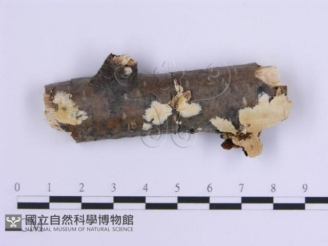 登錄號:F0017869藏品圖，第1張