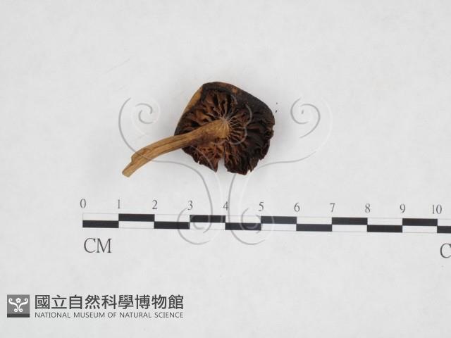 登錄號:F0025869藏品圖，第3張