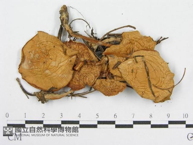 登錄號:F0015869藏品圖，第3張