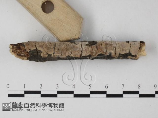 雲南無扣菌藏品圖，第3張