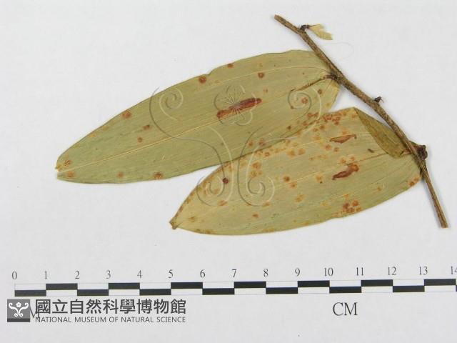 登錄號:F0018969藏品圖，第1張