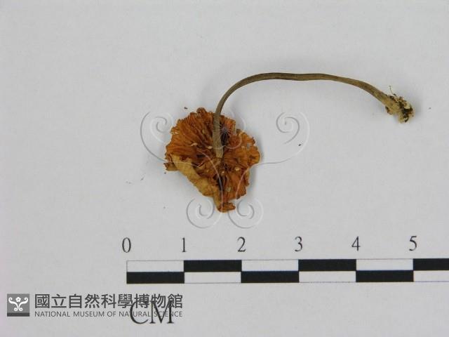 小皮傘屬藏品圖，第3張